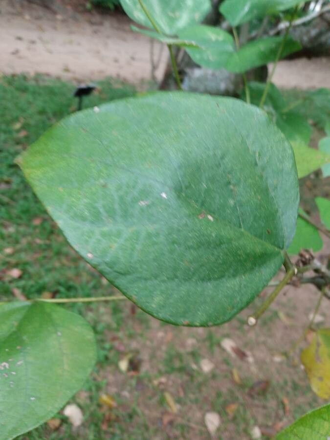 Erythrina similis leaf