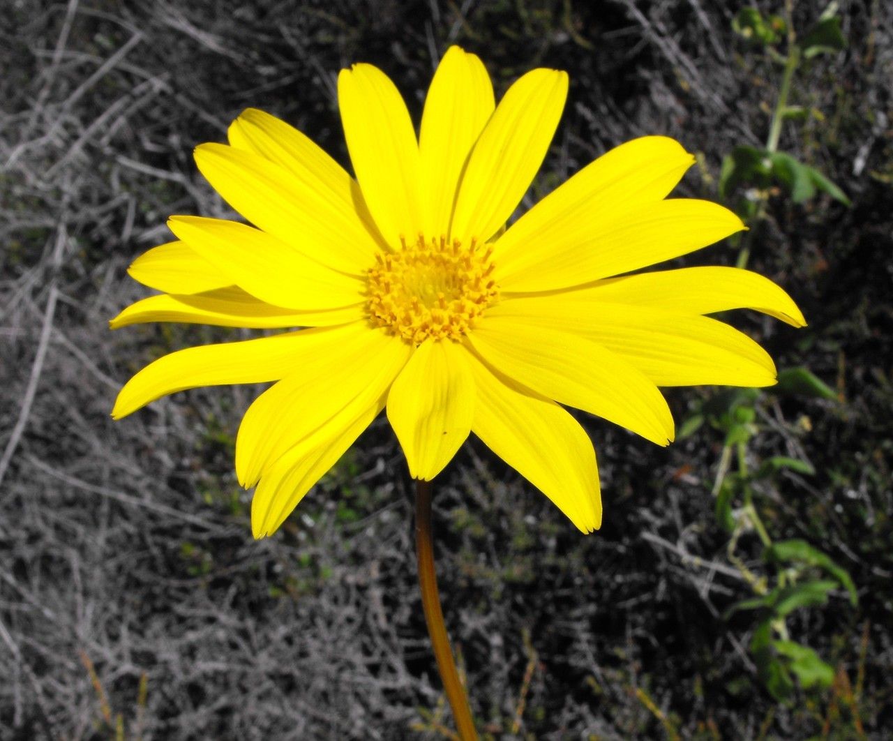 Coreopsis maritima flower