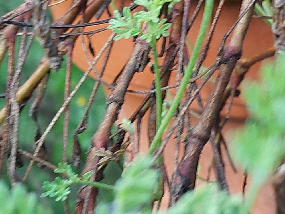 Pelargonium griseum bark