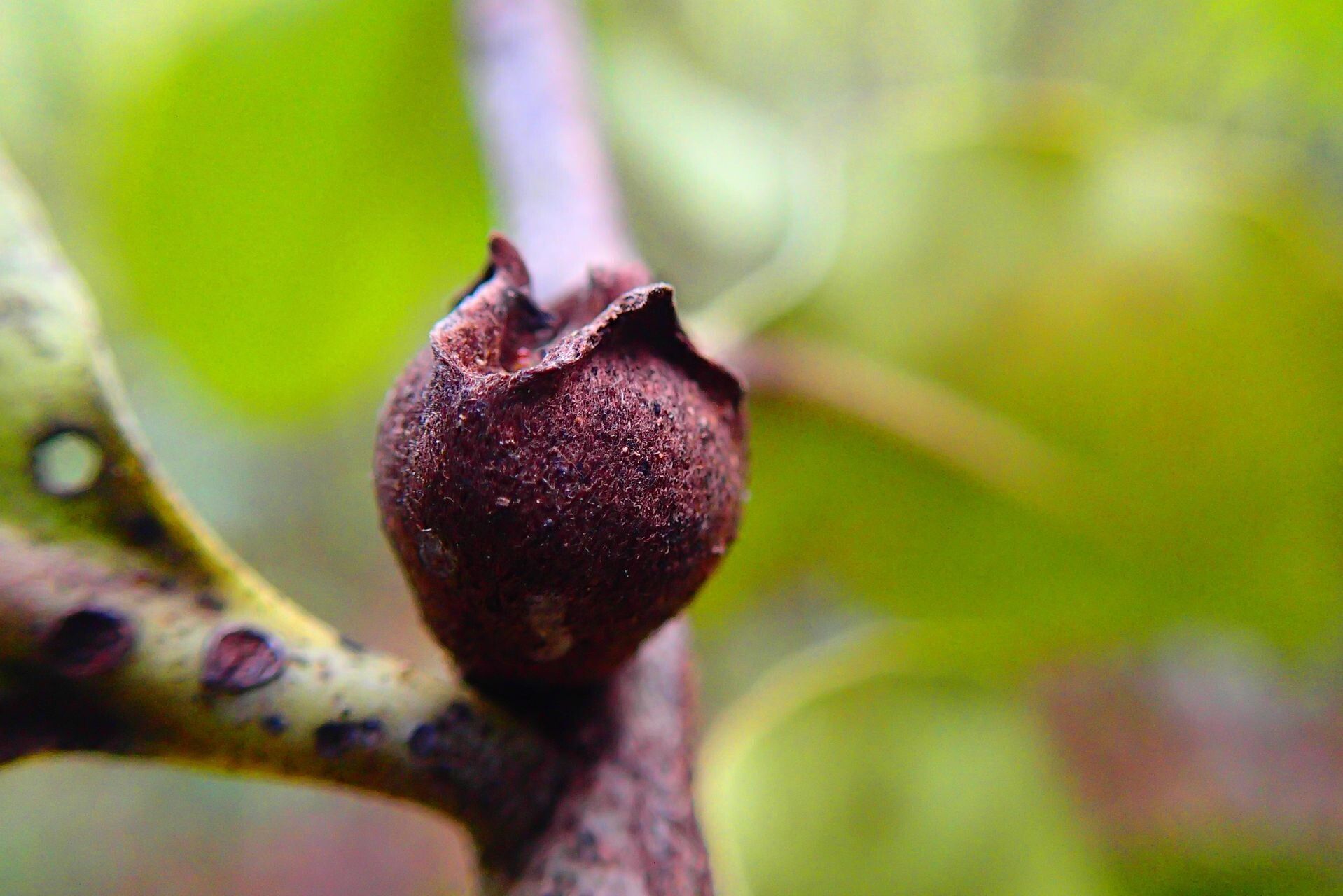 Diospyros trisulca fruit