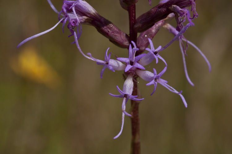 Liatris elegantula flower