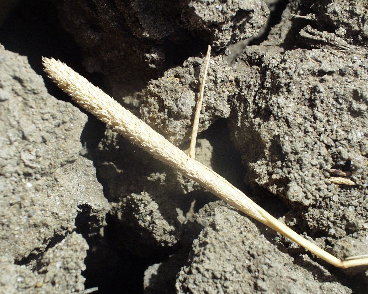 Crypsis alopecuroides fruit