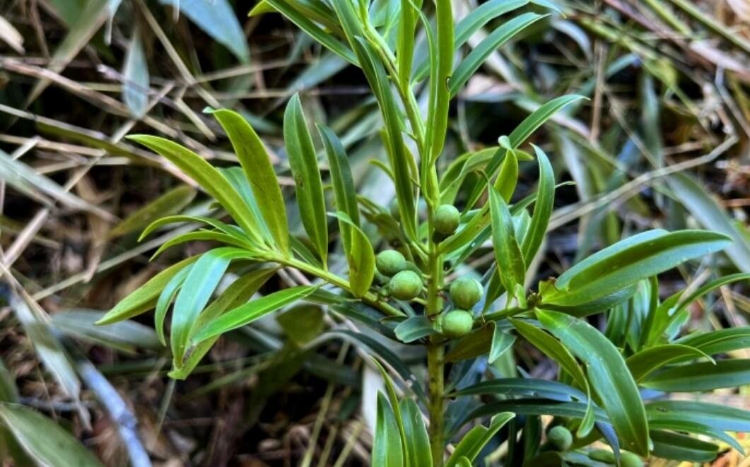Podocarpus sellowii fruit