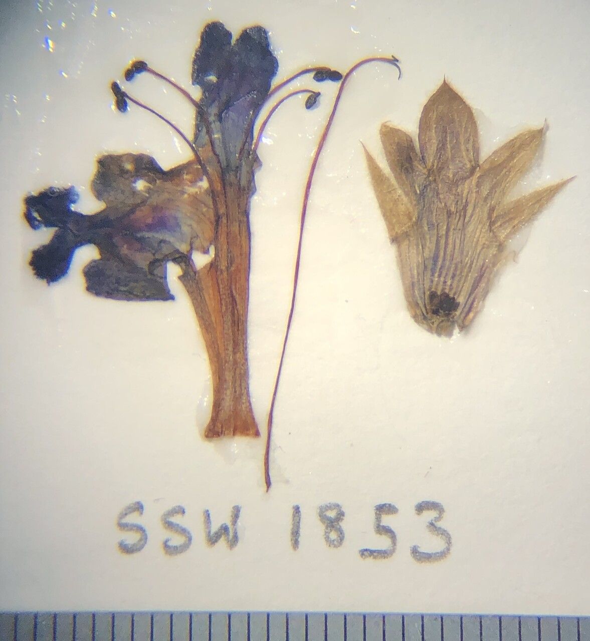 Dracocephalum wallichii other