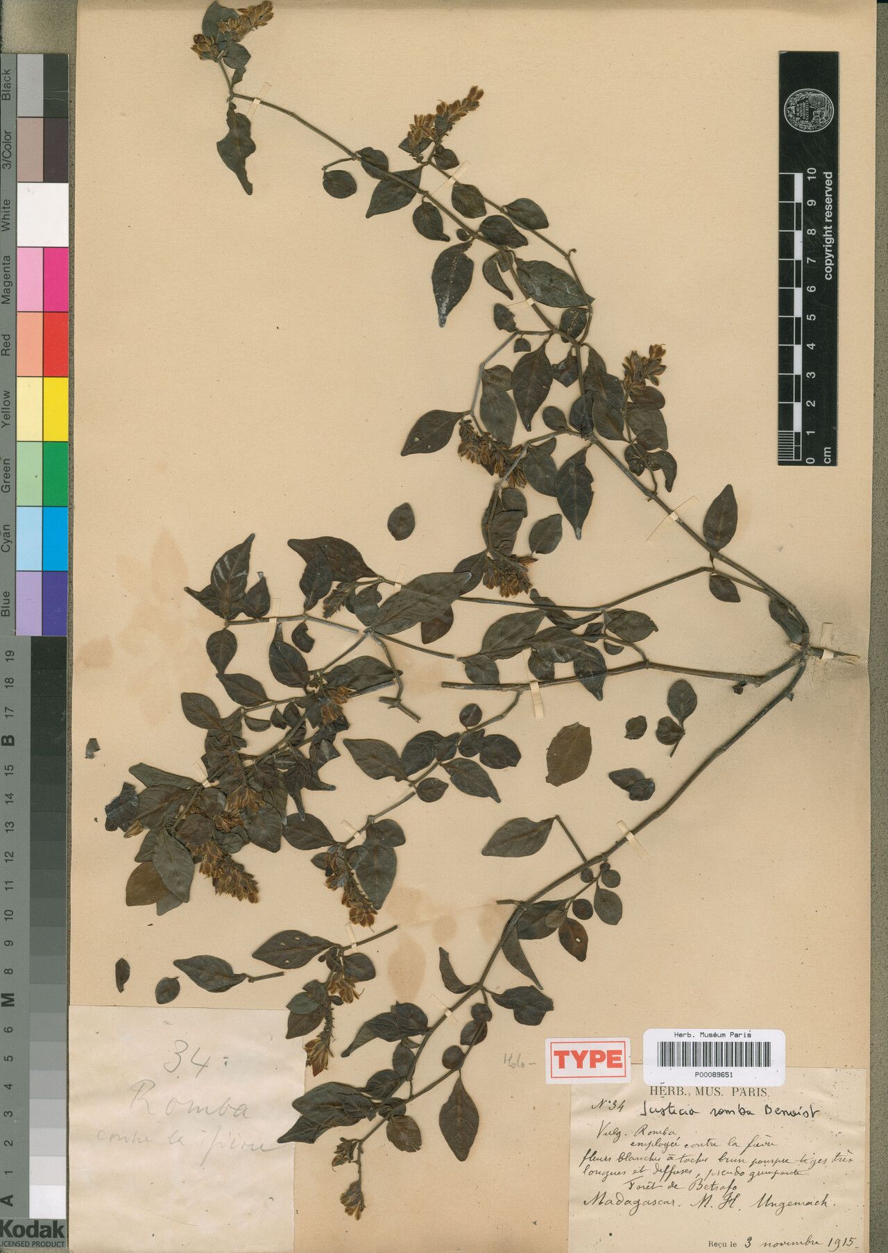 Justicia romba — houseplant care guide