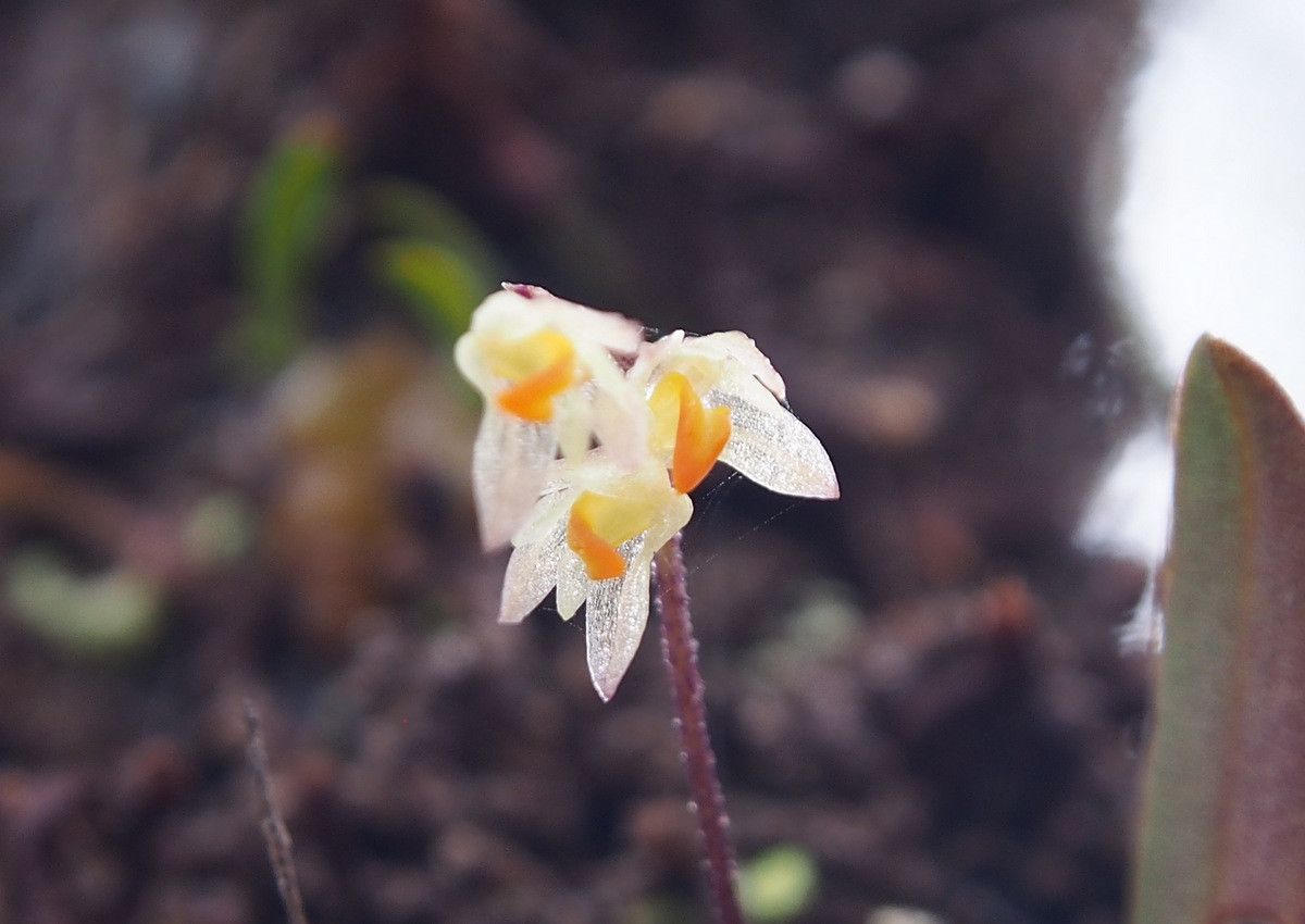 Bulbophyllum argyropus — houseplant care guide