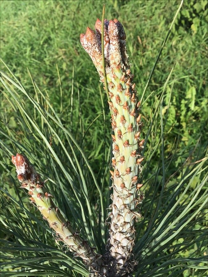 Pinus torreyana fruit