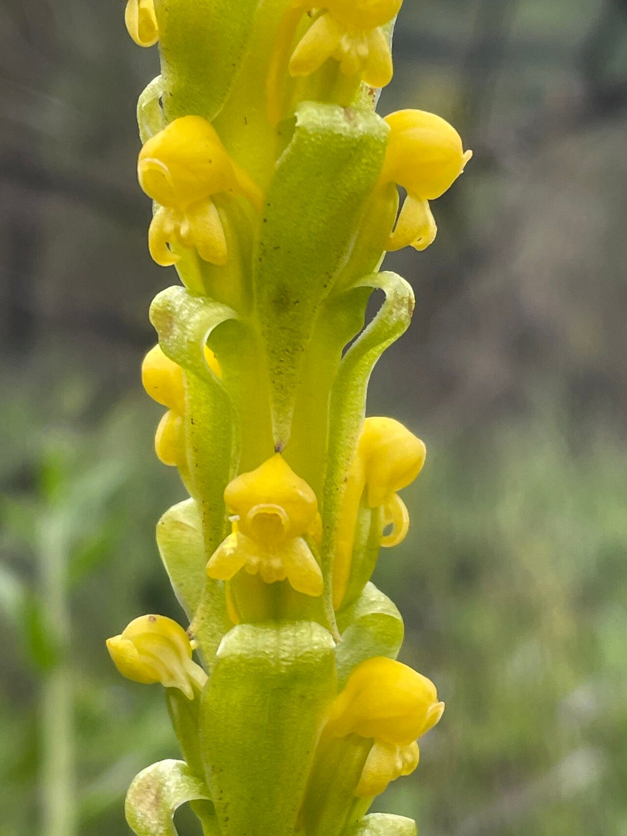 Satyrium sphaeranthum flower