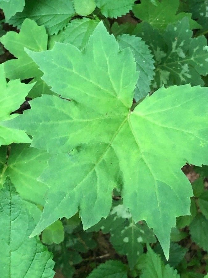 Hydrophyllum canadense — related species from the same genus