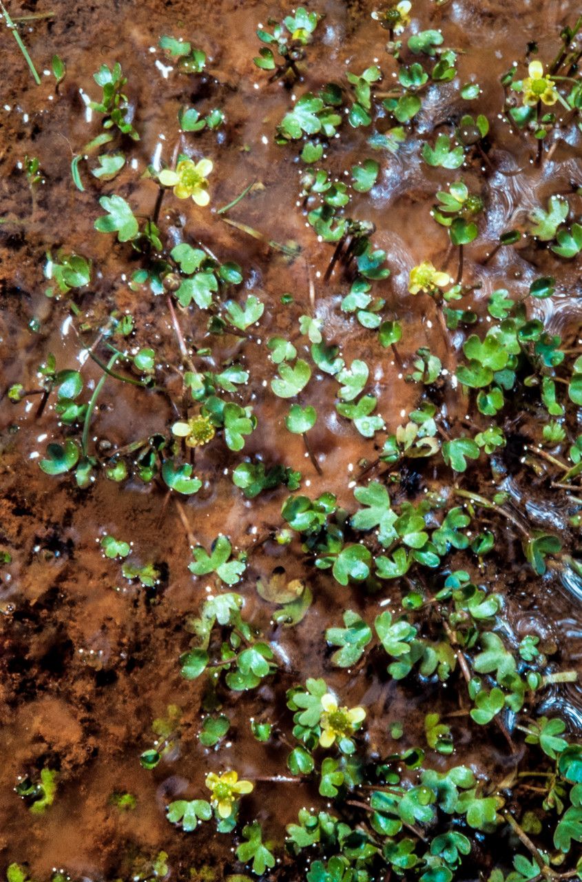 Ranunculus hyperboreus habit