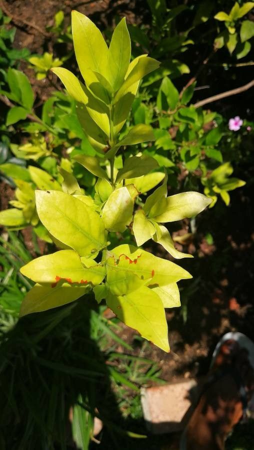 Kraussia floribunda leaf