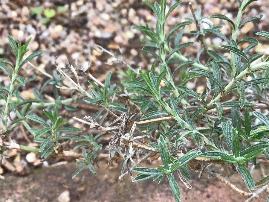 Sideritis chamaedryfolia — search result for 'Sideritis'