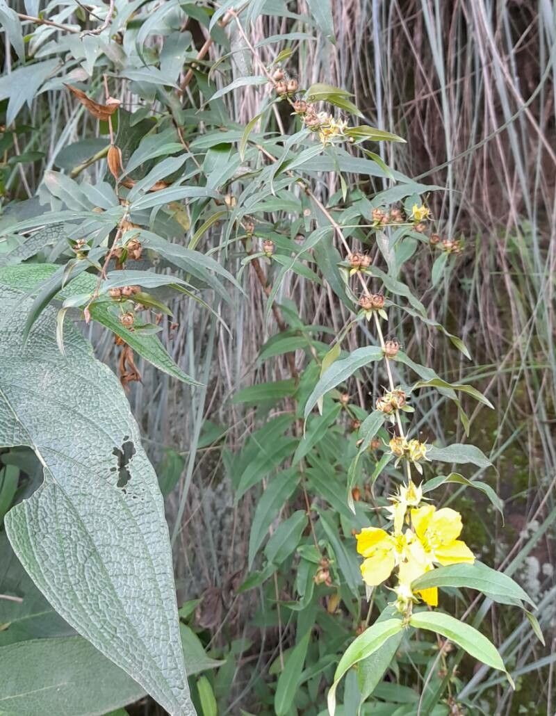 Heimia montana habit