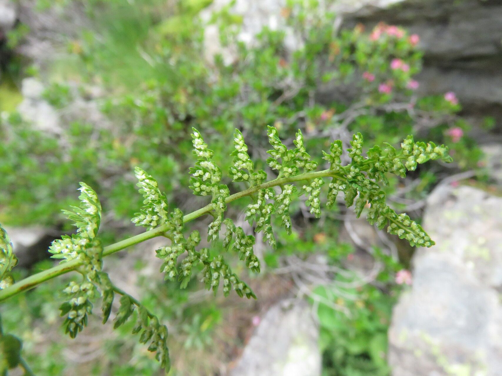 Cystopteris alpina fruit