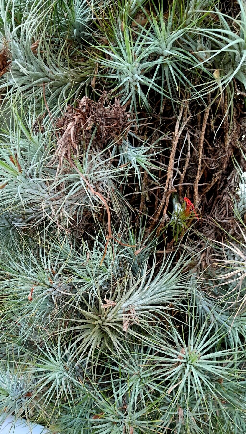 Tillandsia funckiana flower