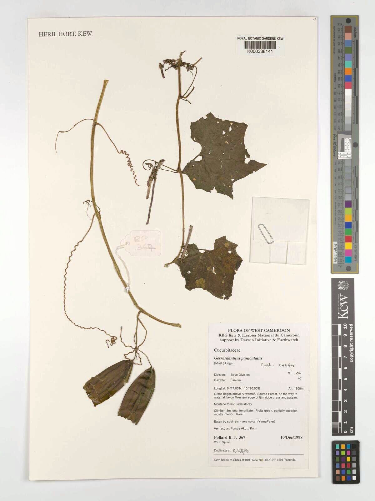 Gerrardanthus paniculatus — related species from the same genus