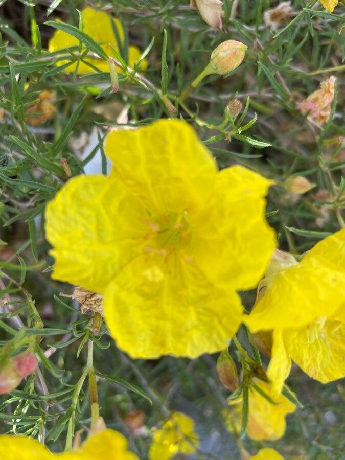 Calylophus hartwegii flower