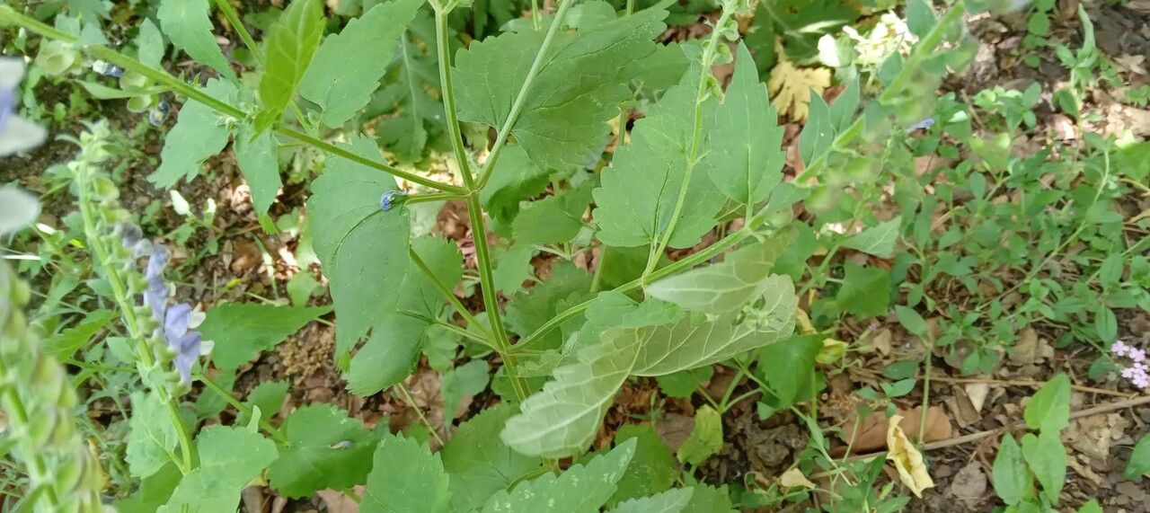 Scutellaria altissima — related species from the same genus