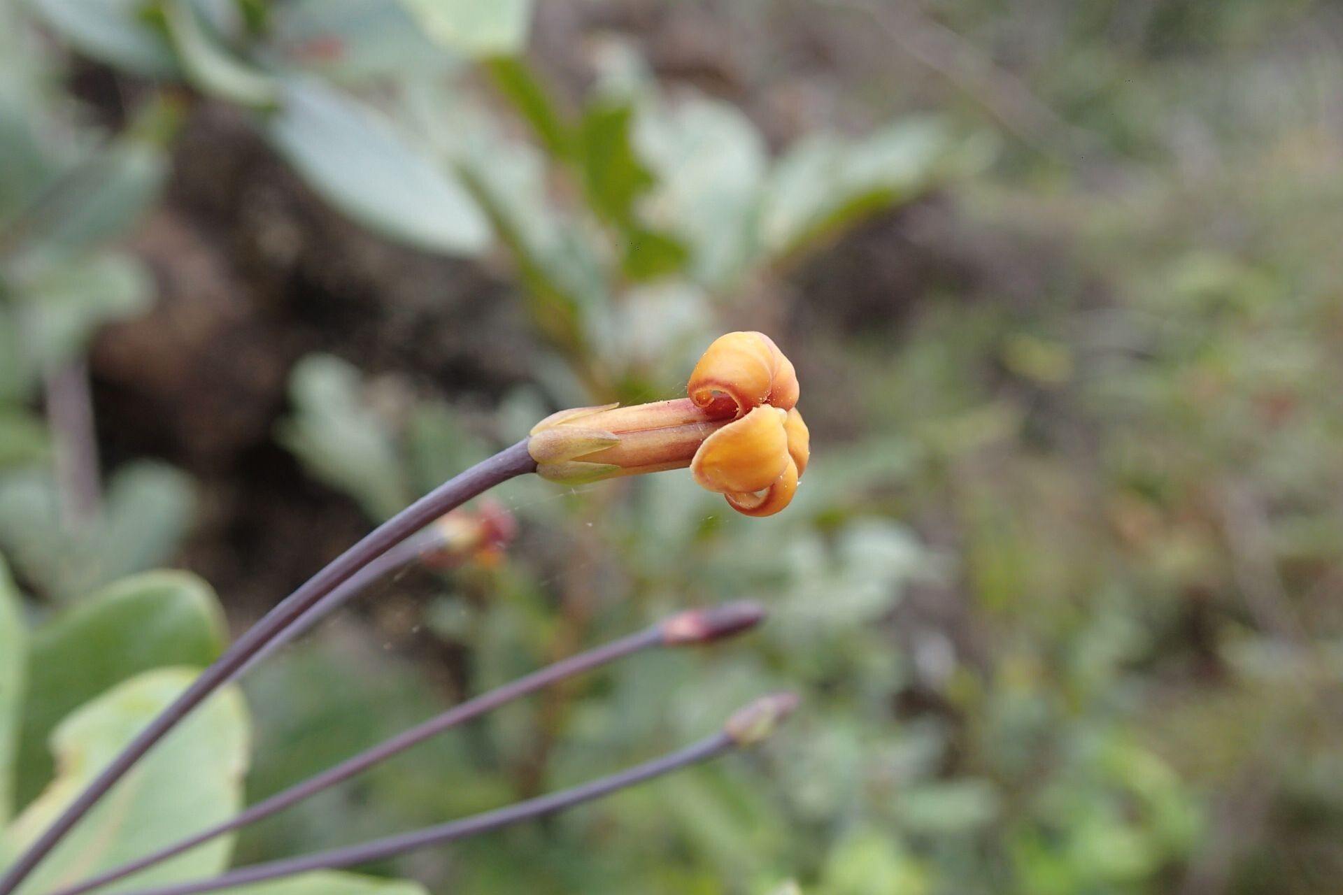 Pittosporum sessilifolium flower