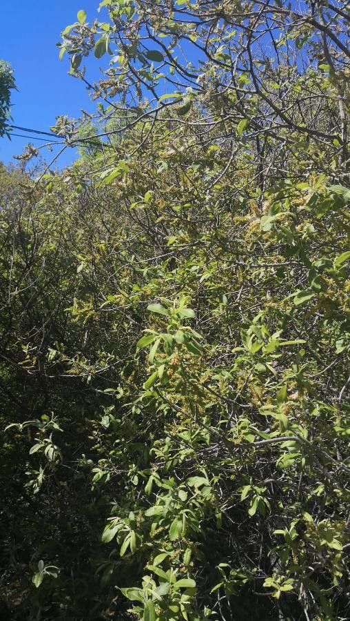 Salix pedicellata — search result for 'Syria'