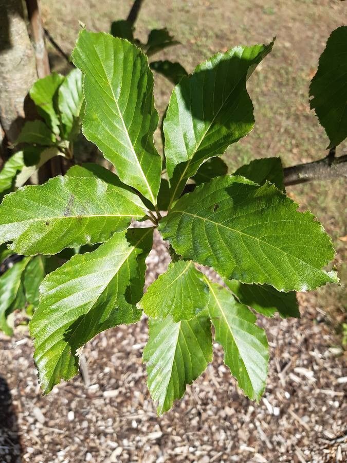 Sorbus megalocarpa — houseplant care guide