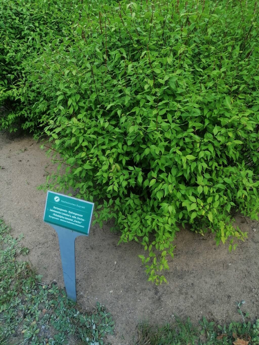 Philadelphus × lemoinei habit