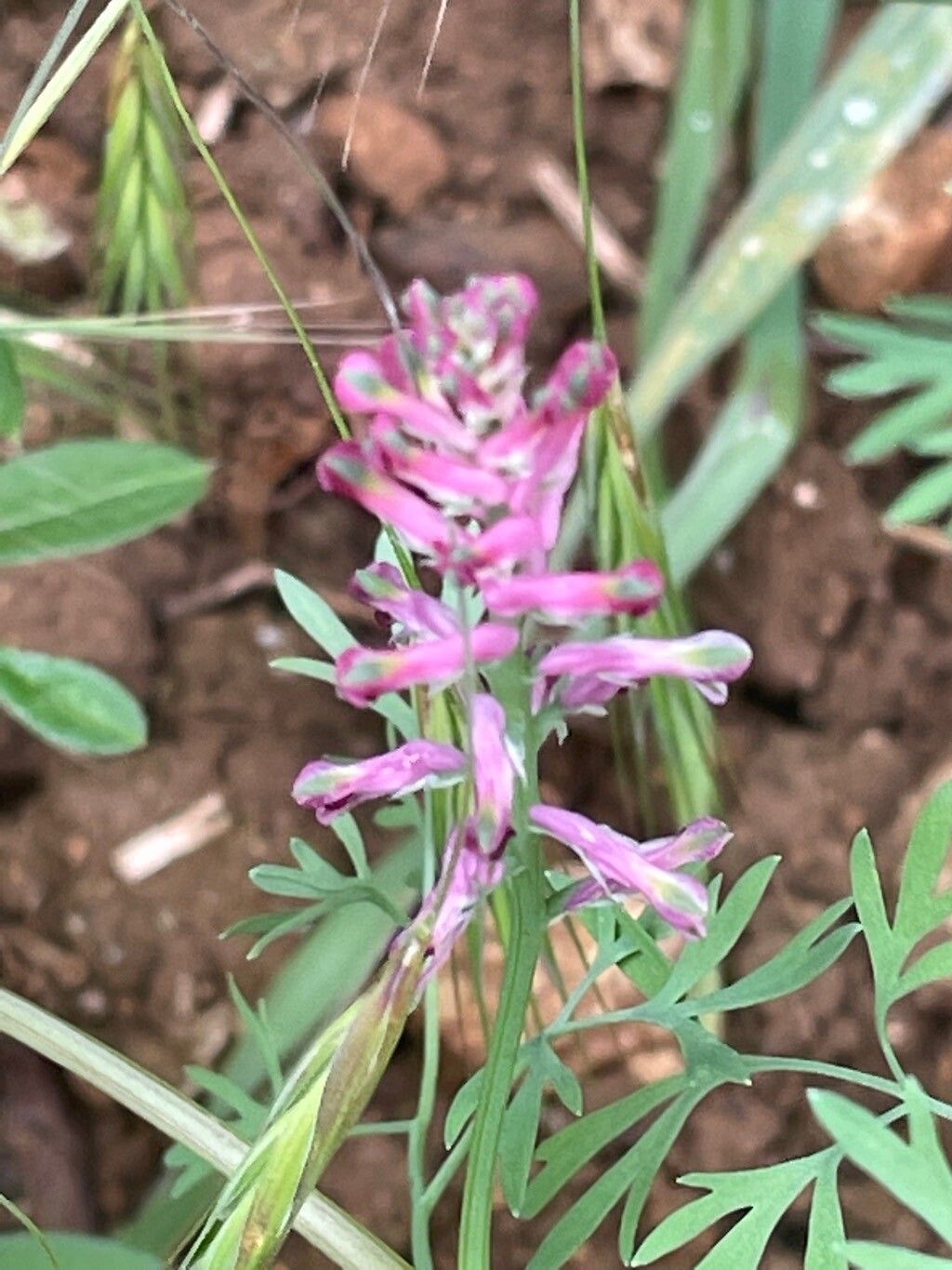 Fumaria schleicheri flower