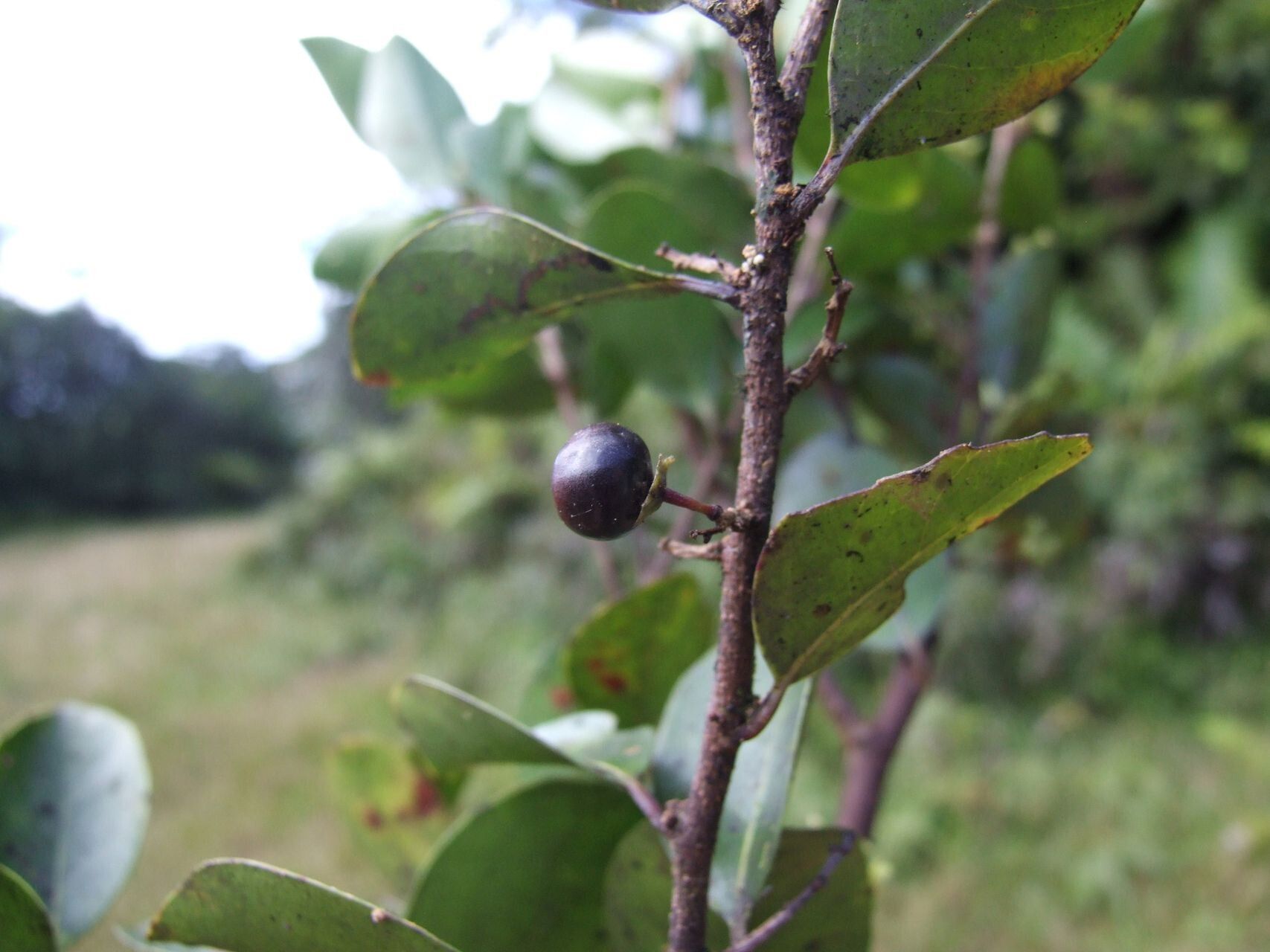 Lasiochlamys reticulata fruit