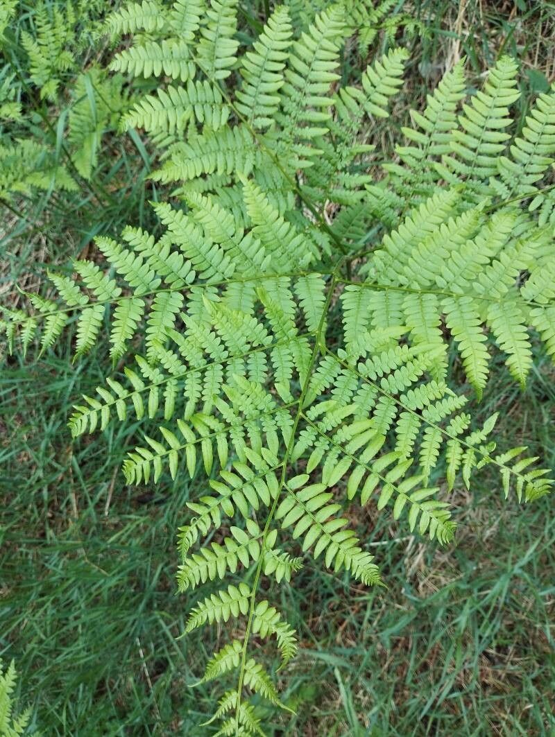 Pteridium pinetorum — search result for 'Pteridium'