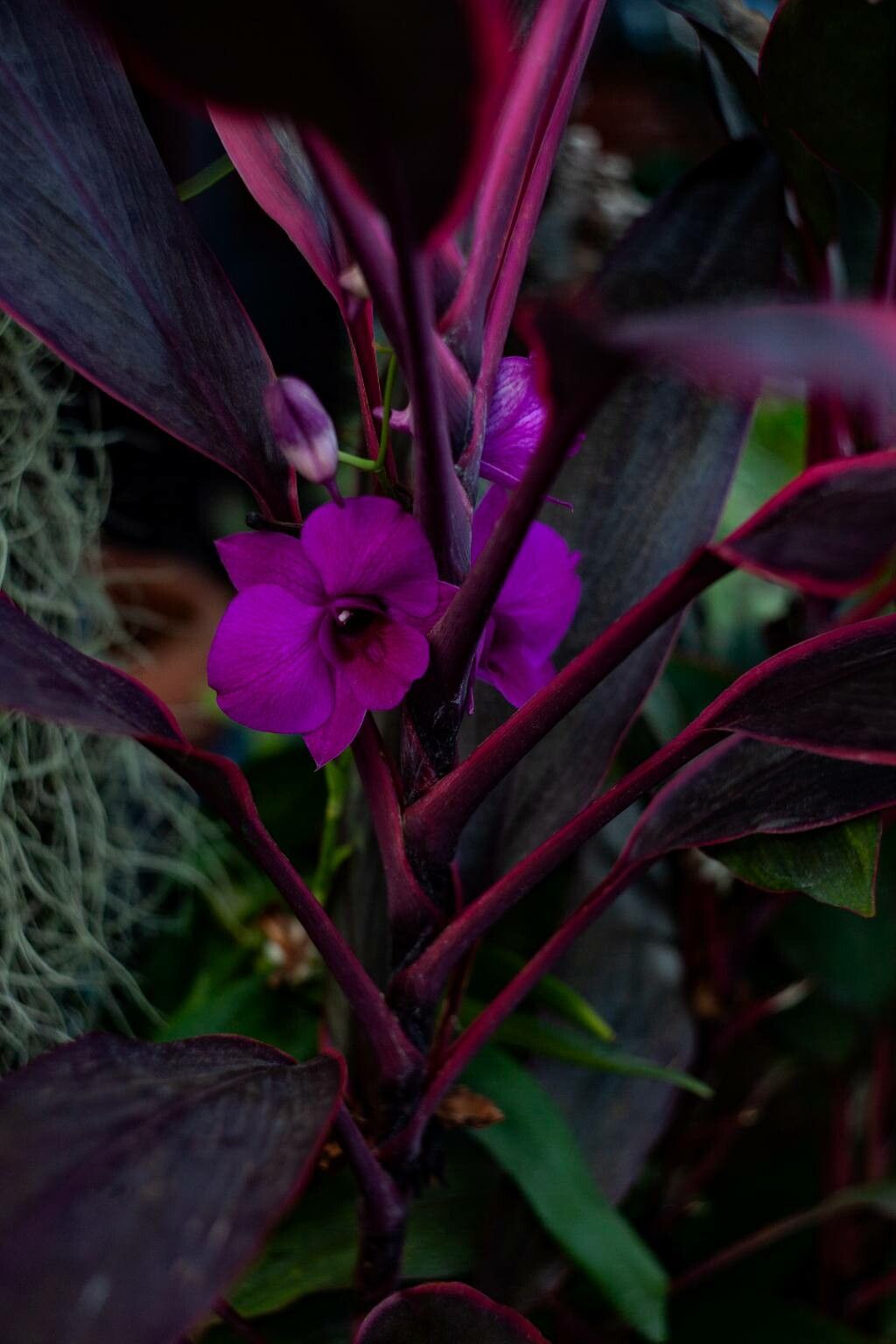 Phalaenopsis aphrodite