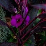 Phalaenopsis aphrodite