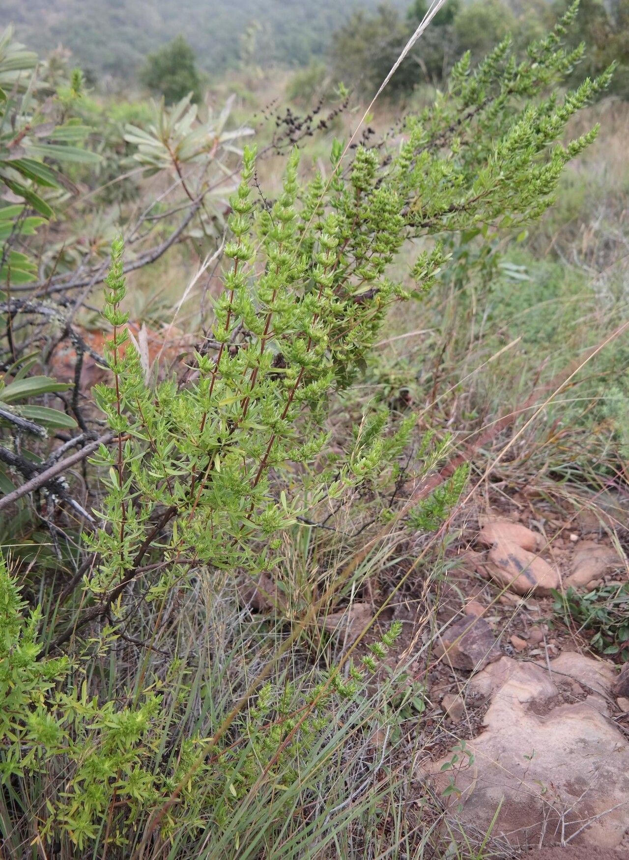 Anthospermum welwitschii habit