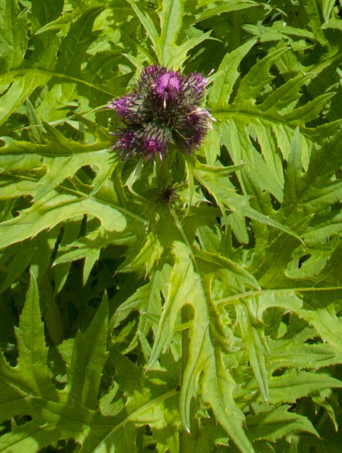 Cirsium alsophilum flower
