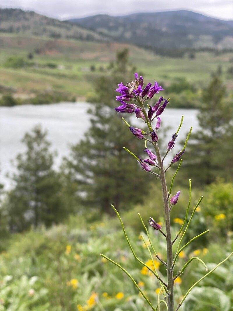 Phoenicaulis cheiranthoides flower