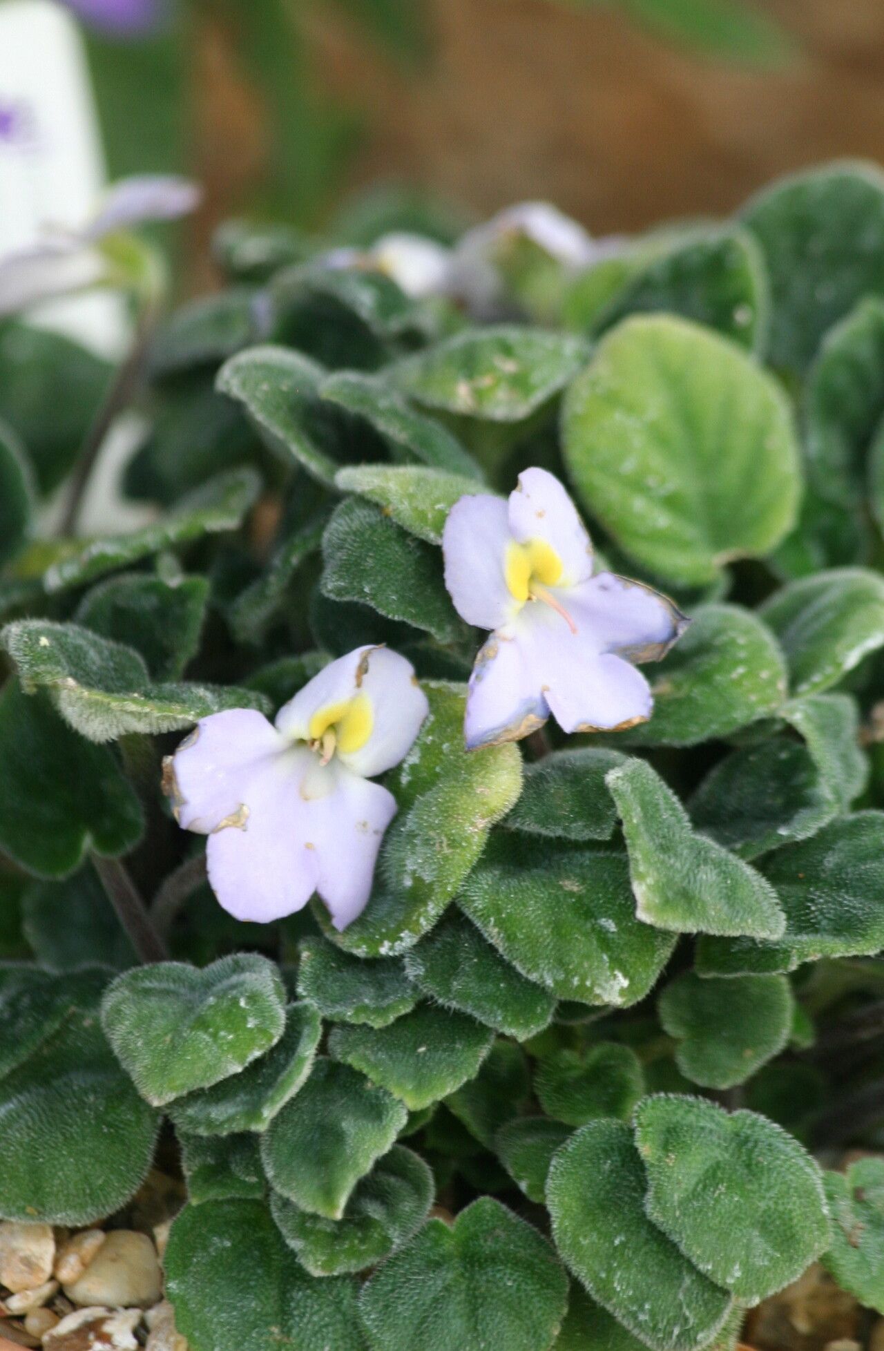 Petrocosmea martini — houseplant care guide