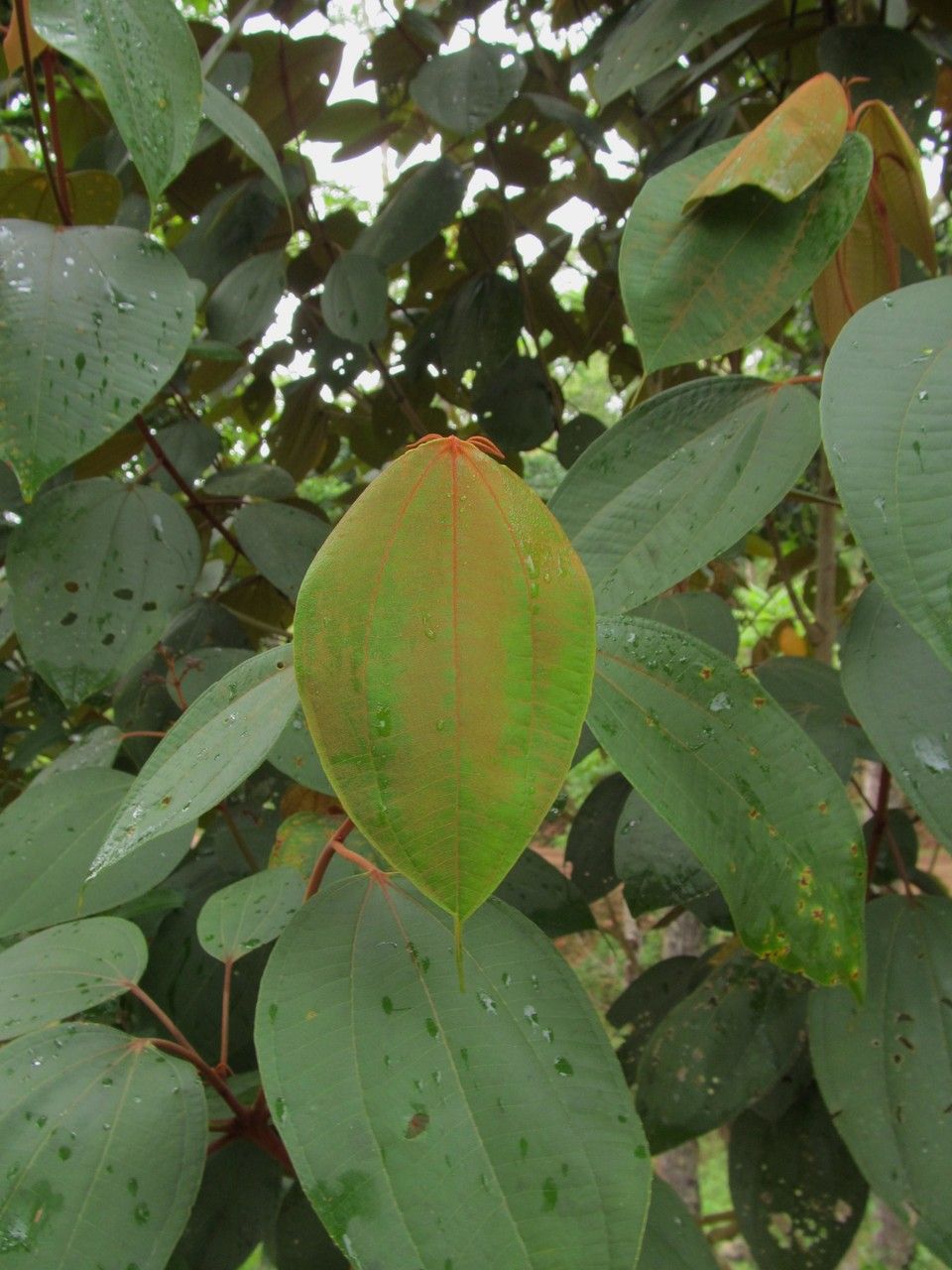 Miconia caudata leaf