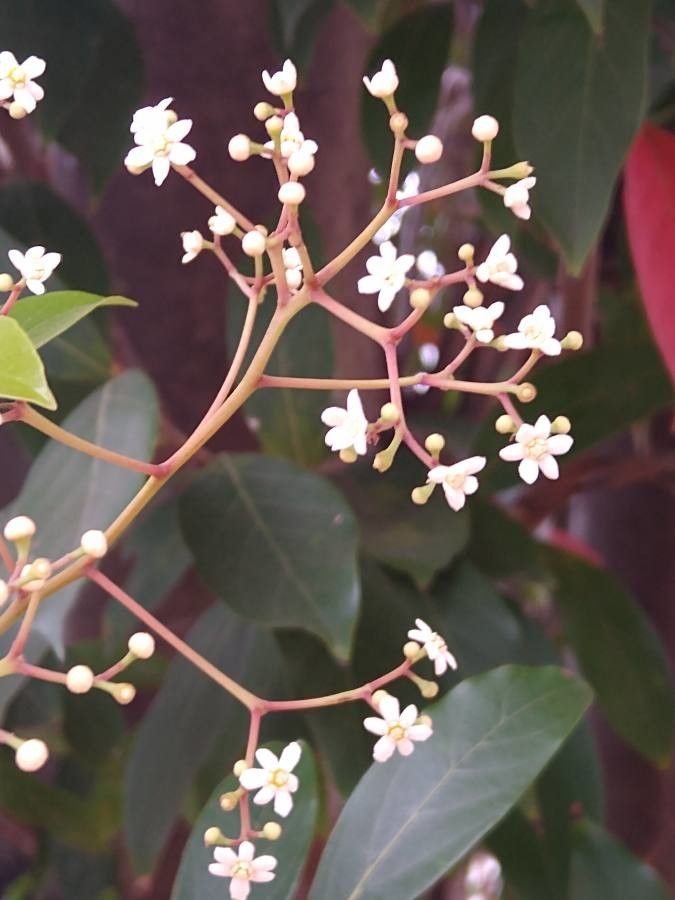Ocotea coriacea flower