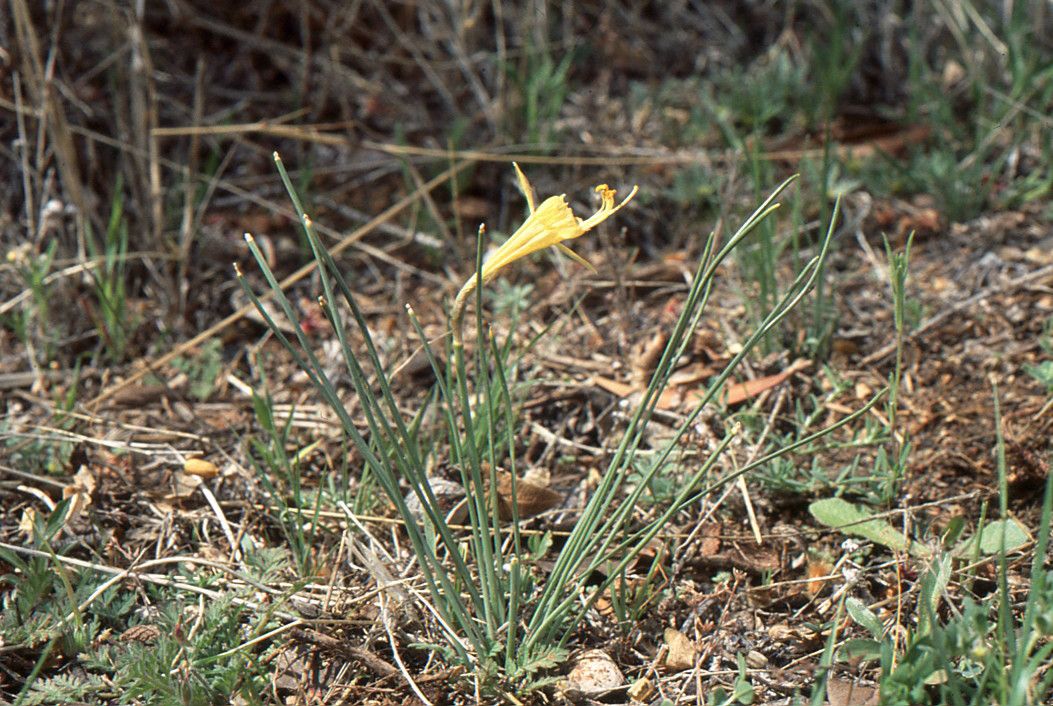 Narcissus albicans habit