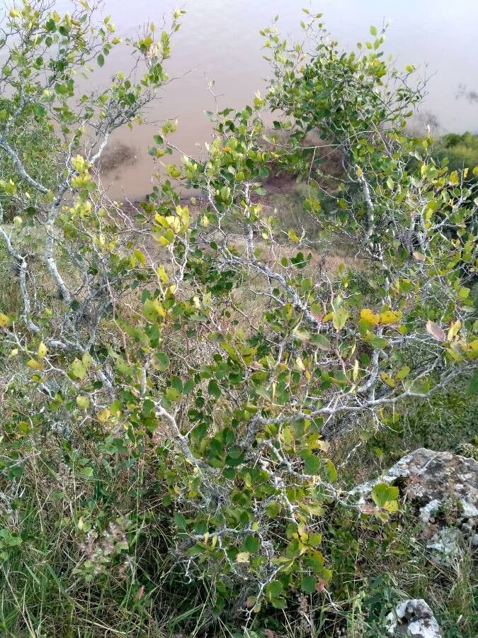 Xylosma venosa habit