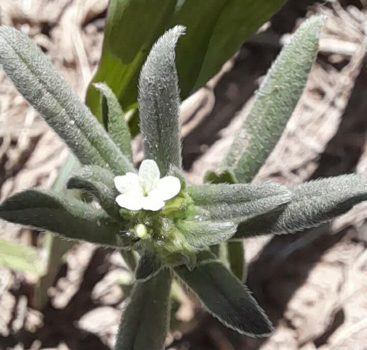 Buglossoides arvensis — search result for 'Boraginaceae'