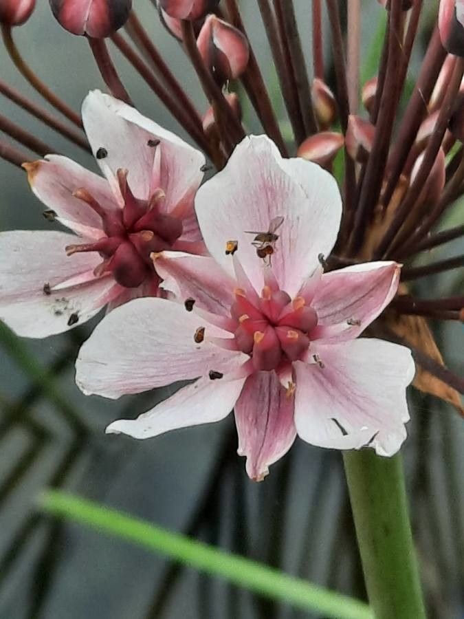 Butomus umbellatus flower