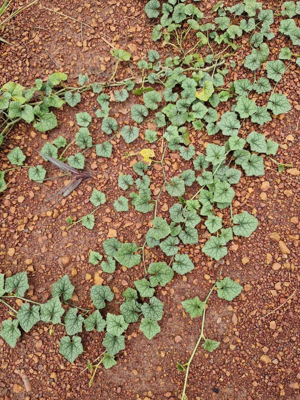 Trichosanthes scabra leaf