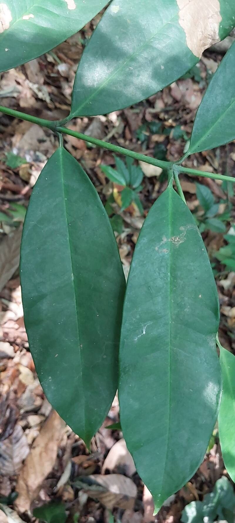 Allanblackia floribunda — houseplant care guide