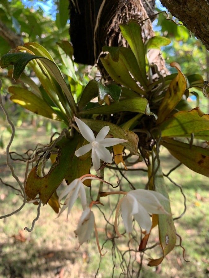 Aerangis biloba leaf