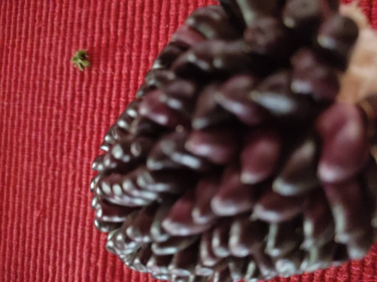 Anthurium cuspidatum fruit