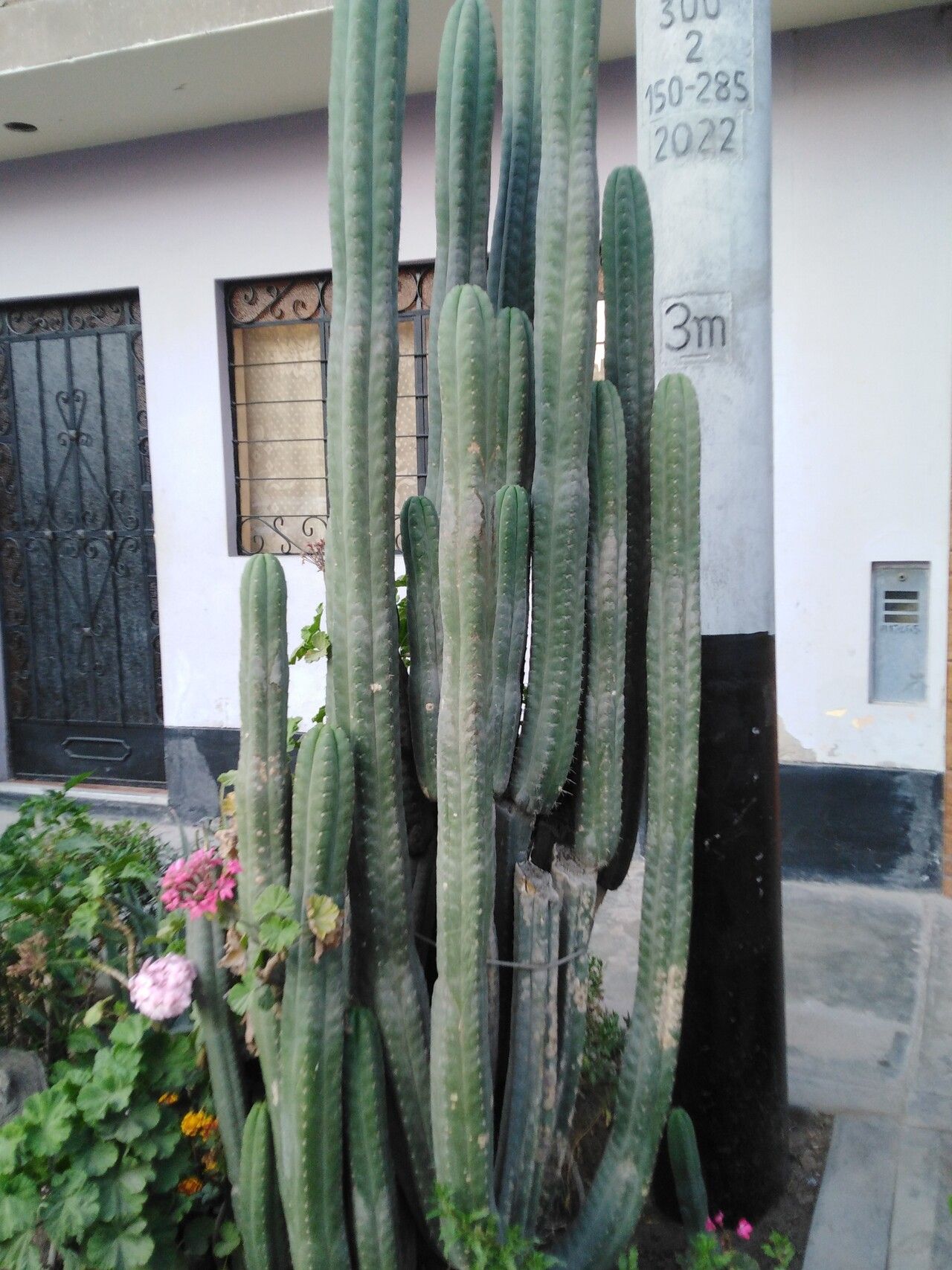 Echinopsis lageniformis bark