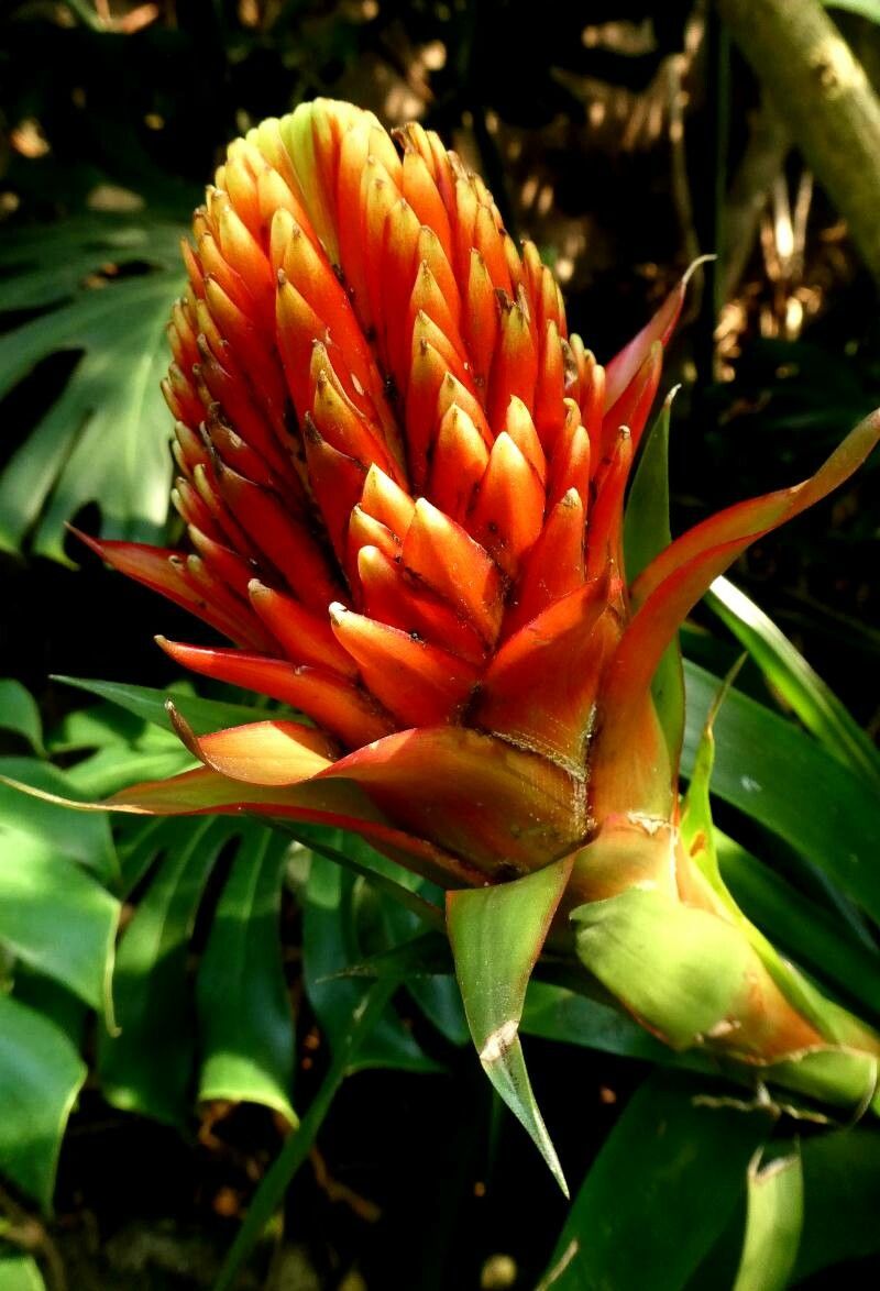 Costus curvibracteatus flower