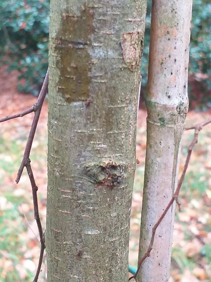 Carpinus kawakamii bark