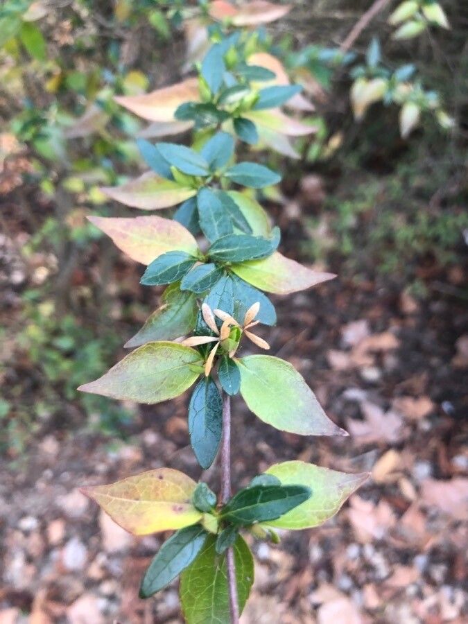 Vesalea floribunda — search result for 'Caprifoliaceae'
