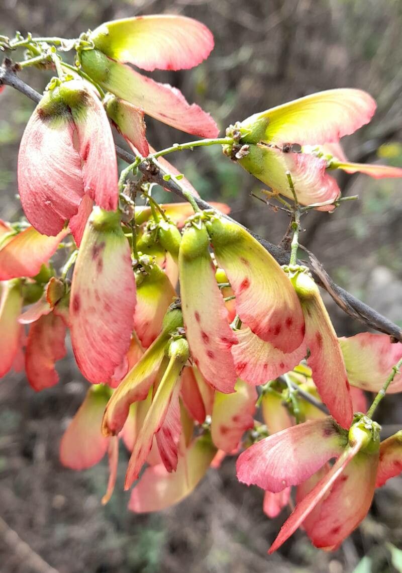 Heteropterys dumetorum fruit